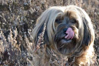 狗 脸 肖像 头 动物 舌头 舔 西藏小猎犬 自然 落下