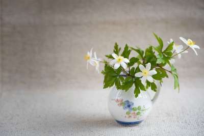 灌木海葵 毛茛科 海葵 Nemorosa 春天的花朵 大器晚成 开花