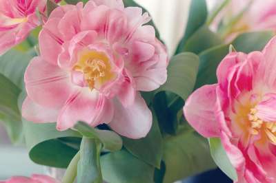 花 郁金香 粉色的 华丽 开花 郁金香花 春天的花朵 美丽的