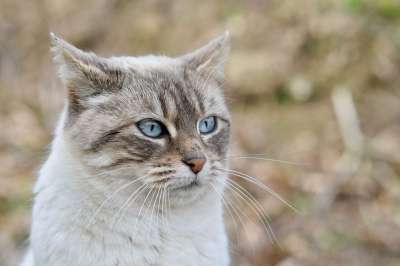 猫 猫蓝色的眼睛 蓝色的眼睛 胡子的猫 蓝色眼睛的猫 猫Nala