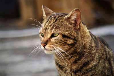 猫咪 猫 斑猫 欧洲猫 流浪猫