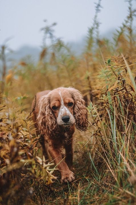 英国可卡犬 狗 宠物 动物 国内的 犬类 哺乳动物 西班牙猎犬