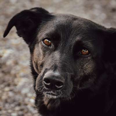 狗 宠物 犬类 动物 毛皮 鼻子 哺乳动物 狗肖像 国内动物