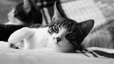 动物 猫 小猫 猫的样子 说谎的猫