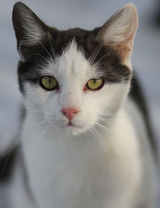 那只猫 白色的 黑色的 猫似的 动物 可爱的 美丽 看