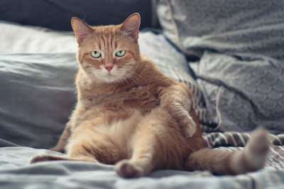 猫 红猫 可爱 漂亮的 眼睛 宠物 胡子 人 捕食者