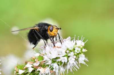 腊肠蝇 飞 昆虫 昆虫学 Tachina Grossa 动物 花朵