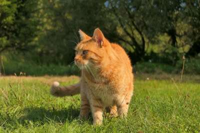 猫 宠物 可爱的 感兴趣的 毛皮 胡子 动物 自然 目睹