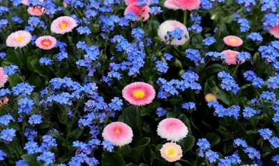 勿忘我 雏菊 自然 花 植物 花园 夏天 春天 蓝色的