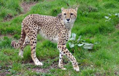 猎豹 猫科动物 野生猫 野生动物 动物 捕食者 自然