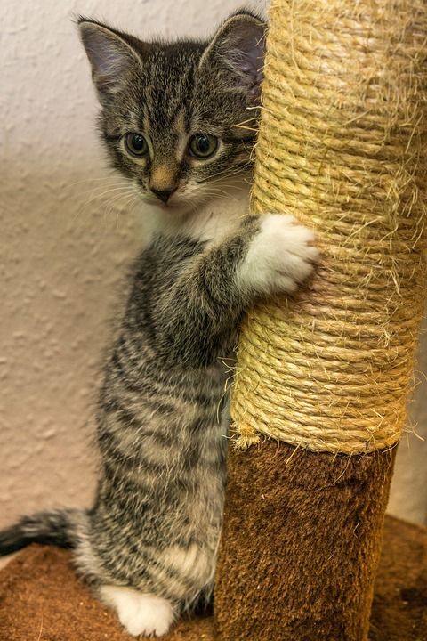 宿醉 小的 鲭鱼 小猫 家猫 家畜 可爱的 猫 猫宝宝 猫脸