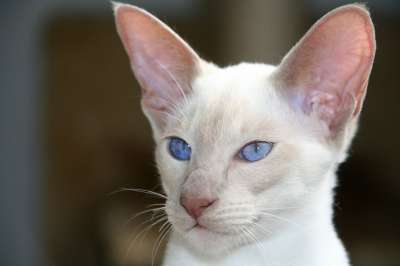 小猫 暹罗 眼睛 蓝色的 猫 毛皮 可爱的 动物 食肉动物