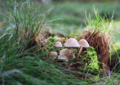蘑菇 森林 苔藓 自然 落下 有毒 点缀 毒 鹅膏菌 多雾路段