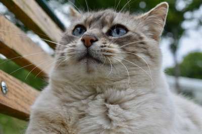 猫 胡子的猫 松露粉红色的猫 猫科动物 动物
