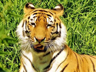 狮子 野生动物 动物园 动物 捕食者 野猫 苹果浏览器 怒吼