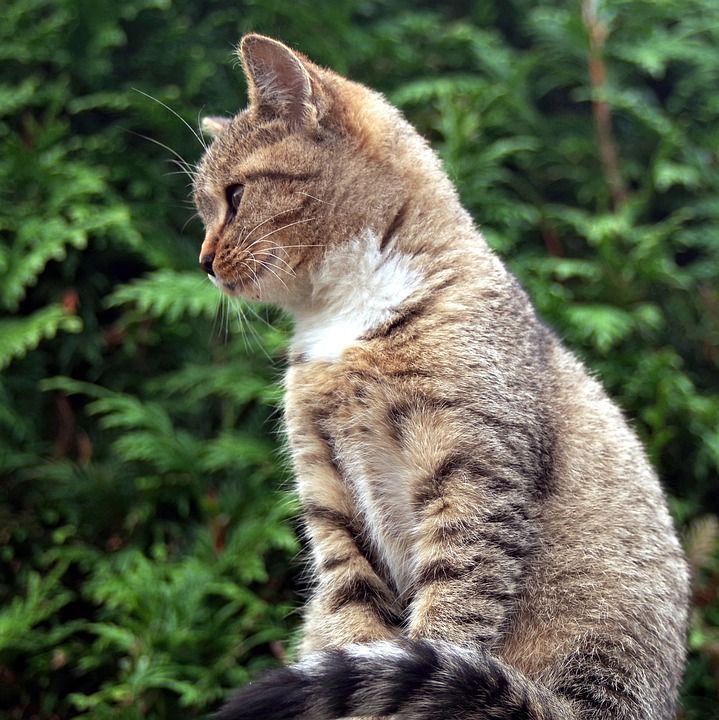 小猫 年轻 篱笆 看 哺乳动物 可爱的 毛皮 性质 眼睛