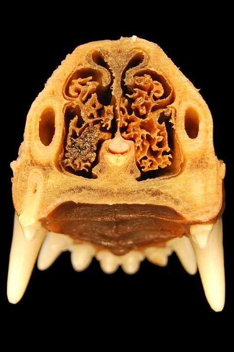 鼻子 牙齿 解剖学 狗 兽医 Caudalansicht 上颚