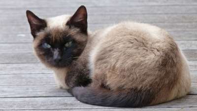 猫 好奇的 动物 幼兽 关闭 哺乳动物