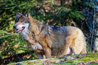 狼 国家公园 野生动物 自然 捕食者 毛皮 荒野 猎人 森林