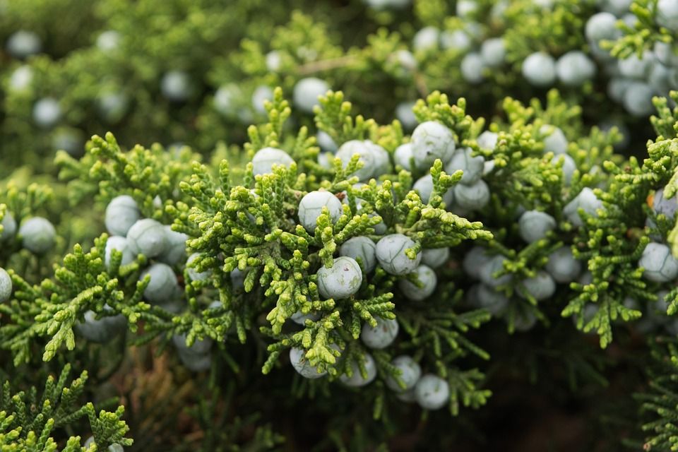 蓝莓, 衬套, 特写, 绿色, 微距摄影, 绿色的摄影
