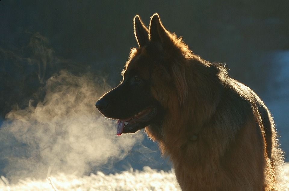 狗, 德国牧羊犬, 老德国牧羊犬, 长发, 家畜, 动物, 品种的狗, 自然