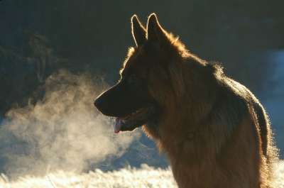狗 德国牧羊犬 老德国牧羊犬 长发 家畜 动物 品种的狗 自然