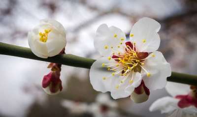 樱花盛开 花 大自然 植物 白色的 树 春天 花树 白 花园