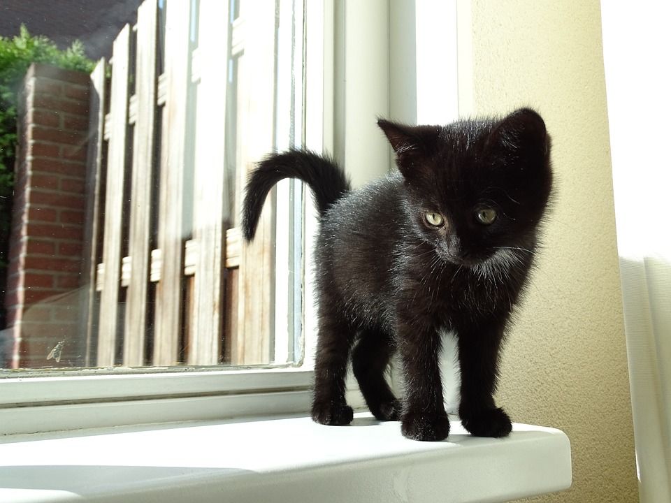 小猫, 猫咪, 宠物, 可爱, 动物, 动物医院, 眼睛, 猫女士, 青年, 毛