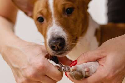 剪指甲 宠物美容 狗 宠物沙龙 动物 美容师 宠物 犬类