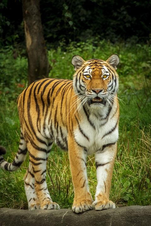 金钱豹底格里斯河 Altaica, 老虎, 西伯利亚, Amurtiger