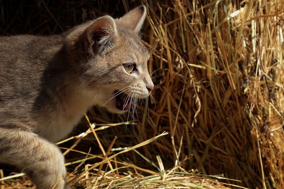 动物, 猫, 野猫, 猫科动物