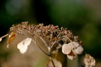 花 绣球花 植物 褪色 凋谢 干枯 短暂的 干燥 自然