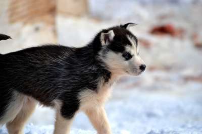 哈士奇 雪橇 小狗 西伯利亚哈士奇 雪 冬天 西伯利亚 犬类