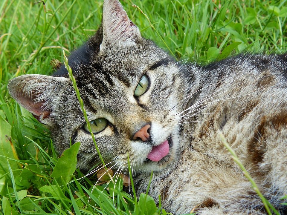 猫, 有条纹的, 鲭鱼, 毛皮, 家畜, 猫肖像, 动物肖像