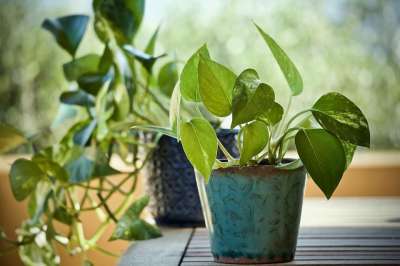 植物 涌 绿萝巴甘阿勒姆皇 观赏植物 树叶 绿色 陶瓷瓶 园艺