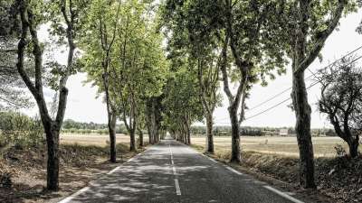 大街 树木 小路 树 情绪 路 法国 路线