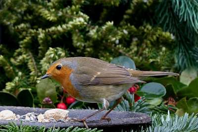 鸟 鸣禽 知更鸟 Erithacus Rubecula 花园 觅食