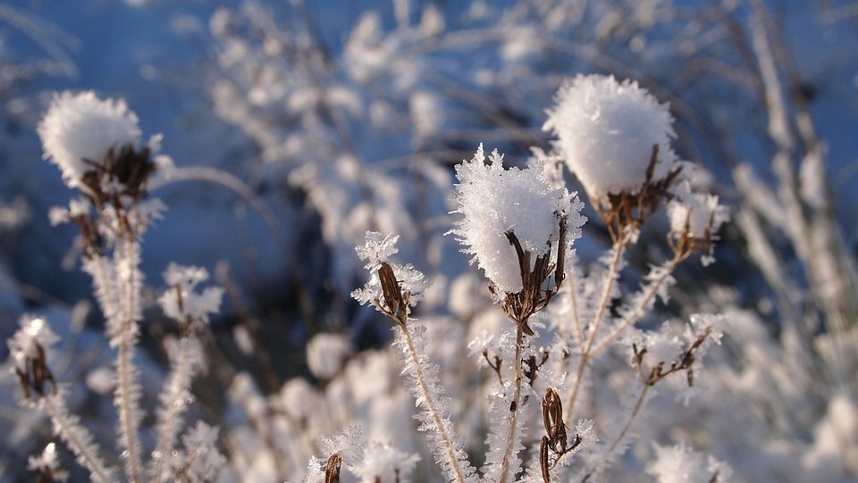 雪, 植物, 心, 分支机构, 刺骨的寒冷, 景观, 白色的, 芦苇, 冬天