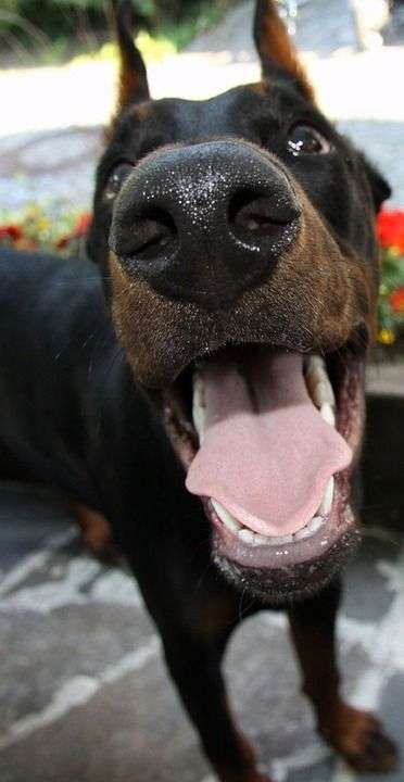杜宾 狗 宠物 国内的 犬类 哺乳动物 谱系