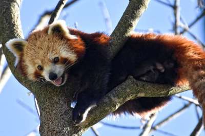 小熊猫 猫熊 熊猫 小白兔 捕食者 哺乳动物 喜马拉雅山