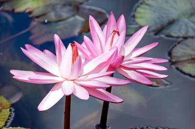 睡莲 粉红色的睡莲 花 盛开 池塘 水生植物 湖玫瑰 独独黄