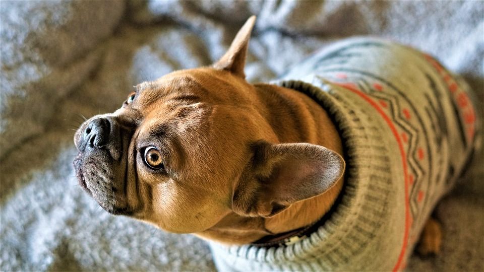 法国斗牛犬, 狗, 眼睛, 看法, 鼻子, 肖像, 动物肖像, 背景, 散景效果