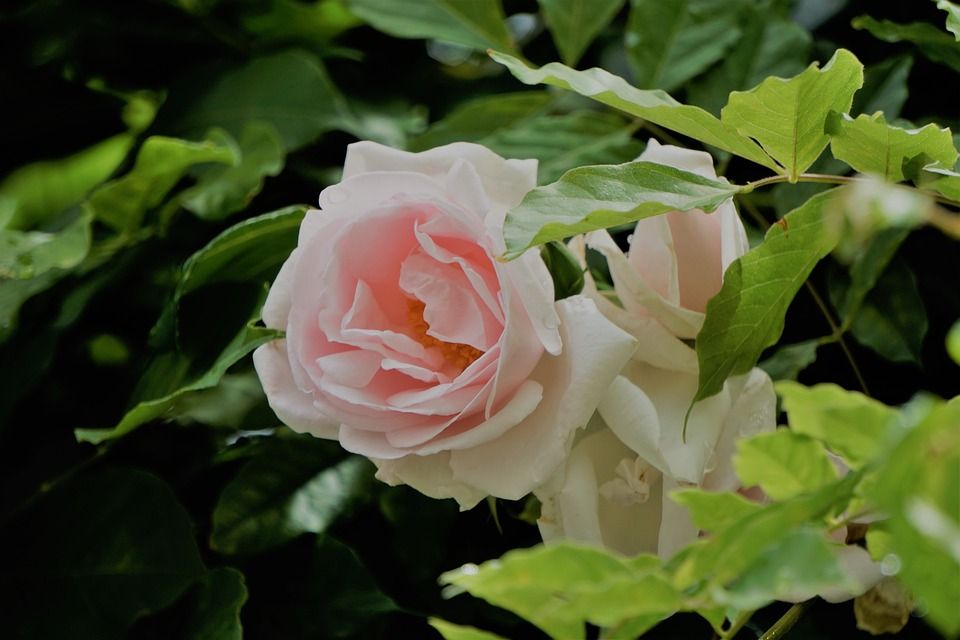 白玫瑰, 百合花, 弗洛伦, 大自然, 绿色的玫瑰