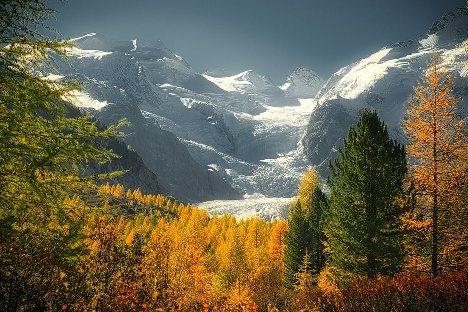 山, 树木, 树叶, 叶子, 森林, 落叶松, 首脑, 雪, 落下