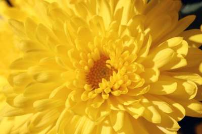 菊花 秋季 花 秋天花 花园 植物 大自然 花瓣