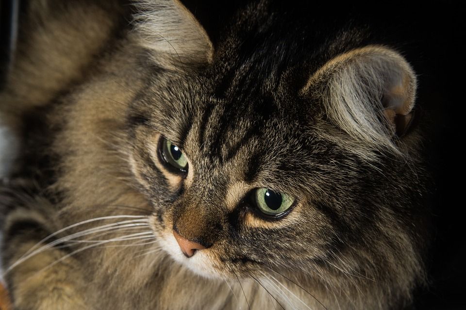 猫, 挪威森林猫, 猫眼, 可爱的, 耳朵, Katzenkopf, 头, 动物