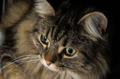 猫 挪威森林猫 猫眼 可爱的 耳朵 Katzenkopf 头 动物