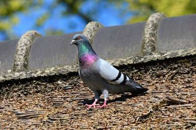 岩鸽 鸽子 鸟 动物 羽毛 喙 眼睛 Columbidae