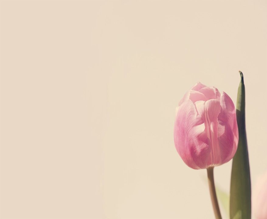 郁金香, 粉色的, 开花, 花, 背景, 切花, 春天的花朵, 文字自由
