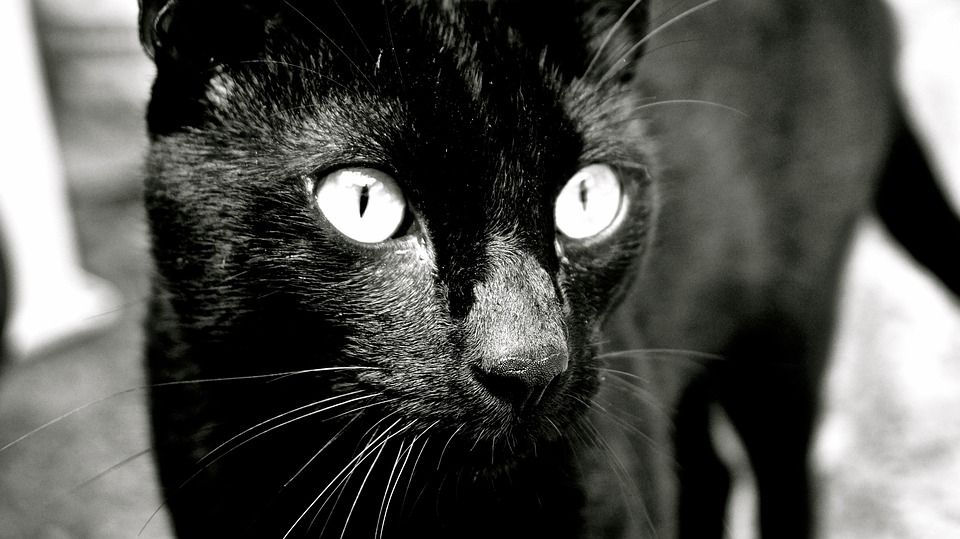 猫, 黑猫, 猫科动物, 动物, 小猫咪, 吉祥物